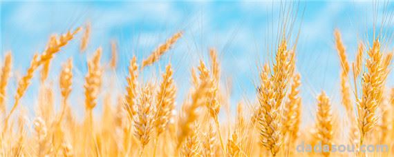 存麦22小麦种品种介绍