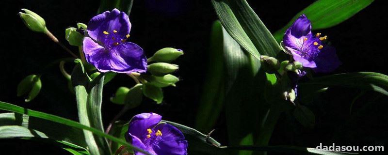 紫露草怎么繁殖