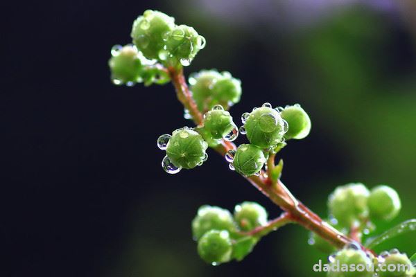 紫薇花枝条怎么水培