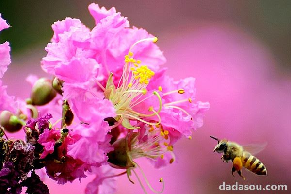 紫薇花枝条怎么水培