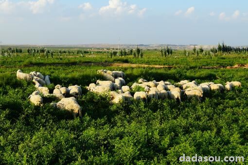 首批加工后的12000只羊到武汉了，12000只羊是如何安全抵达武汉的，羊肉如何保鲜