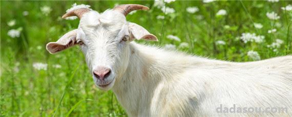 新疆羊品种