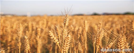 抗旱节水小麦新品种