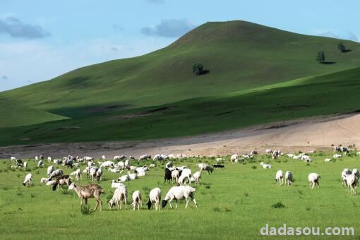 首批加工后的12000只羊到武汉了，12000只羊是如何安全抵达武汉的，羊肉如何保鲜