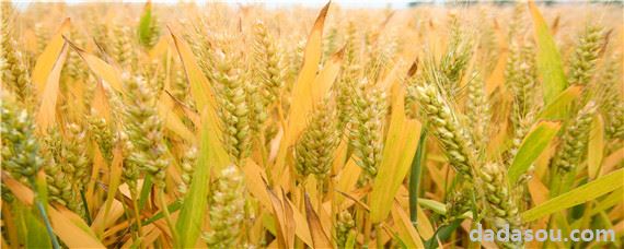 节水丰产冬小麦新品种衡9966