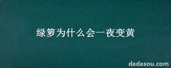 绿箩为什么会一夜变黄