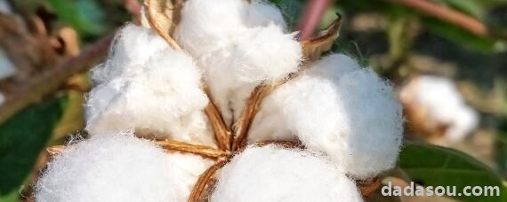 江苏棉花种植面积减少的原因