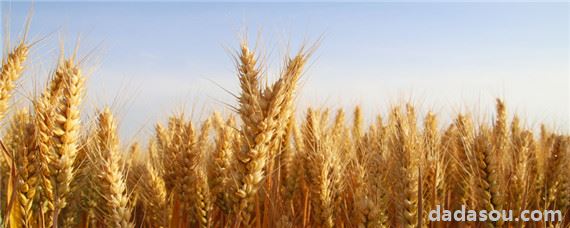 存麦20小麦种品种介绍