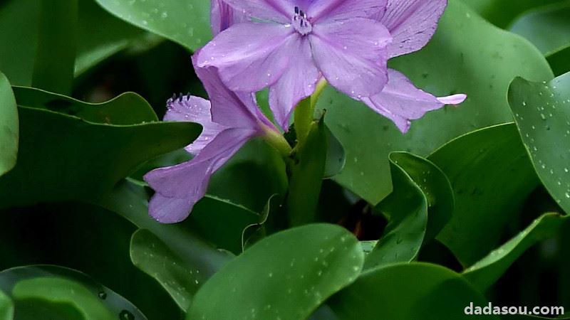 水葫芦怎么老烂