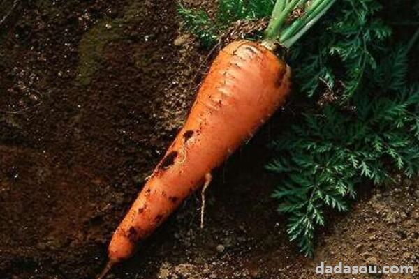如何种红萝卜盆栽