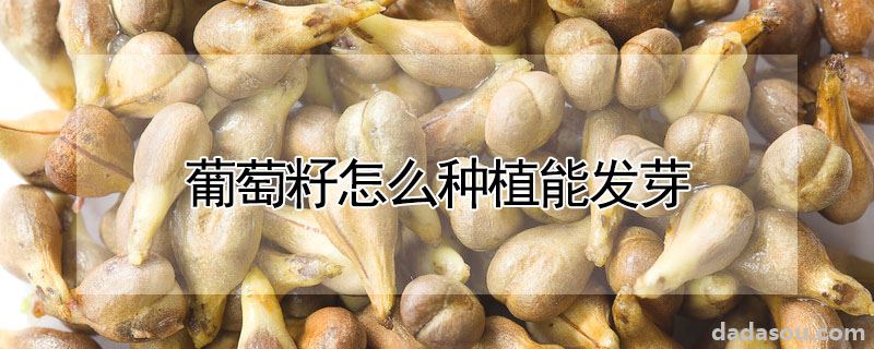 葡萄籽怎么种植能发芽