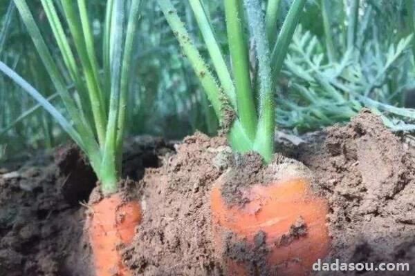 如何种红萝卜盆栽