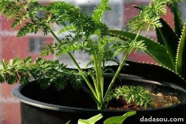 如何盆栽胡萝卜