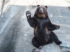 黑熊爬上游客车辆压裂挡风玻璃！野外遇到熊该怎么办？如何自救？
