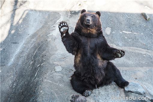 黑熊爬上游客车辆压裂挡风玻璃