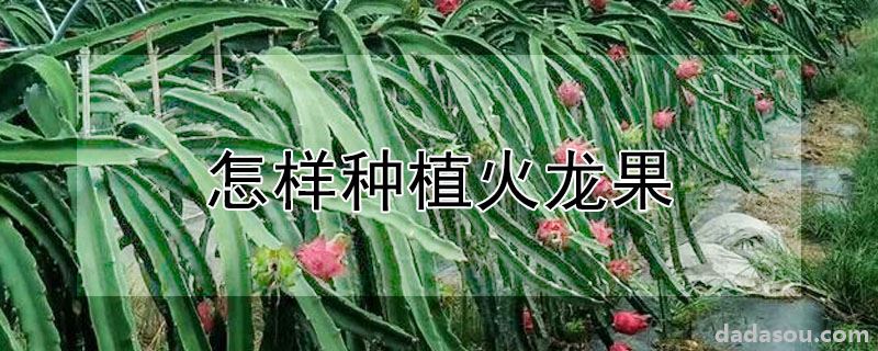 怎样种植火龙果