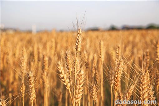 小麦12月份种可以吗？附12月份小麦种植管理要点！