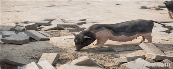 猪光喝水不吃食怎么治