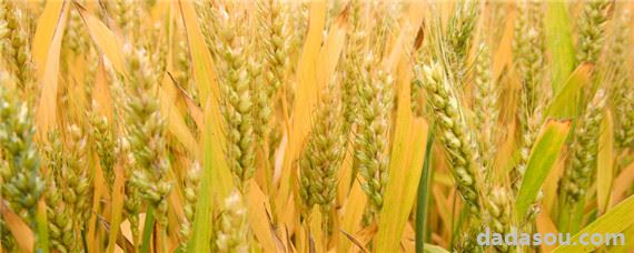 河南小麦种植时间