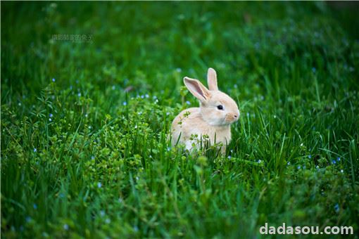 2021年细绒兔养殖前景怎么样？饲养注意事项是什么？