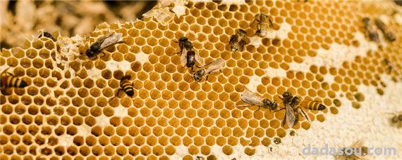 蜜蜂多久出一批工蜂
