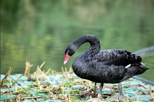 黑天鹅衔食喂锦鲤背后原因，黑天鹅的生活习性，黑天鹅的象征及寓意，黑天鹅和白天鹅的区别