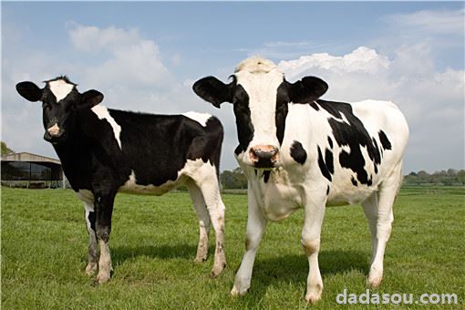 2021年牛价格预测：是涨价还是下跌？附最新牛价格！