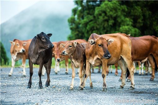 2021年牛价格预测：是涨价还是下跌？附最新牛价格！