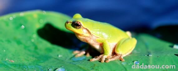中国常见的青蛙的品种