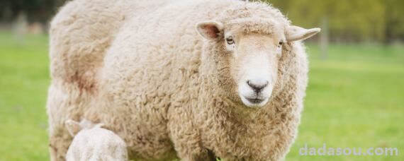 多胎羊有哪几个品种羊