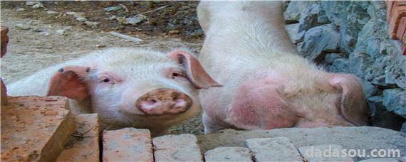 猪不吃食精神很好是什么原因