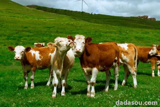 2021年养20头牛需要投资多少？养什么品种好？