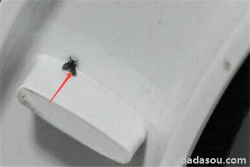 厕所里面的黑色小飞虫怎么来的