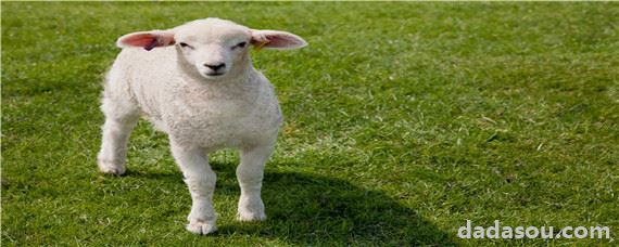 羊的种类有哪些品种