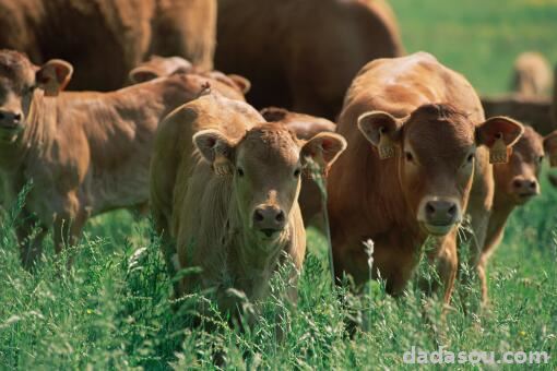 2021年养20头牛需要投资多少？养什么品种好？