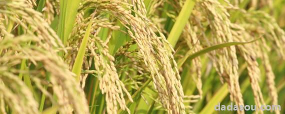 海水稻用海水灌溉吗