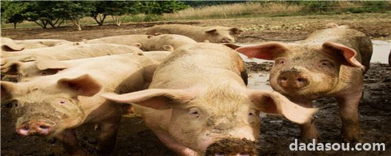 猪是杂食动物还是食草动物