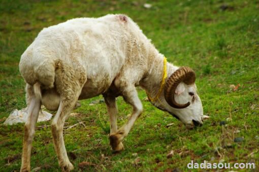 蒙古国捐赠3万只羊如何分发