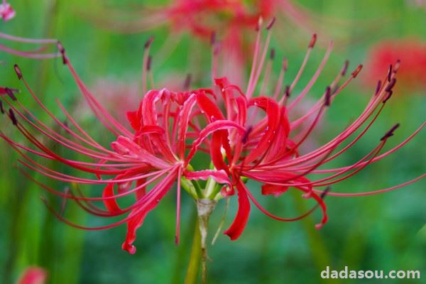 彼岸花冬天会冻死吗