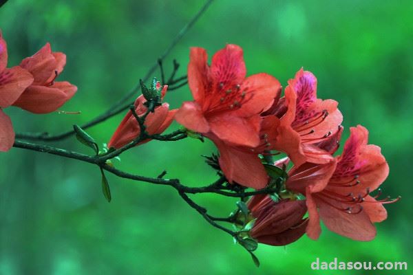 杜鹃花如何施肥