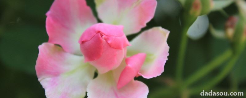 蔷薇花的扦插方法