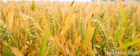 淮麦40小麦品种介绍