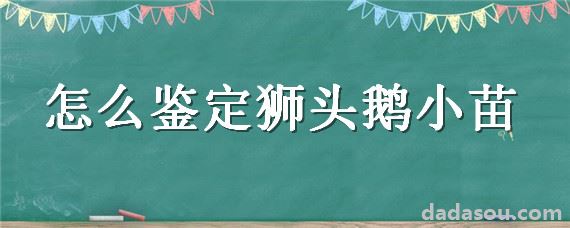 怎么鉴定狮头鹅小苗