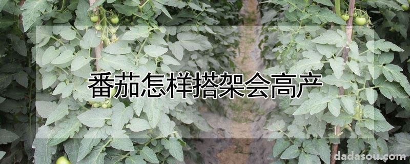 番茄怎样搭架会高产