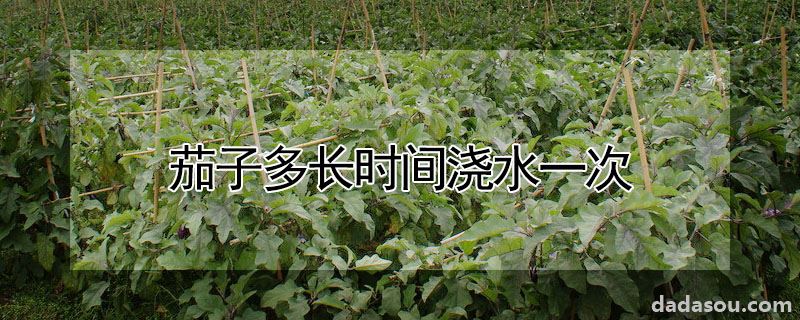 茄子多长时间浇水一次