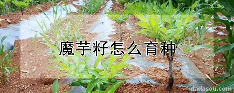 魔芋籽怎么育种