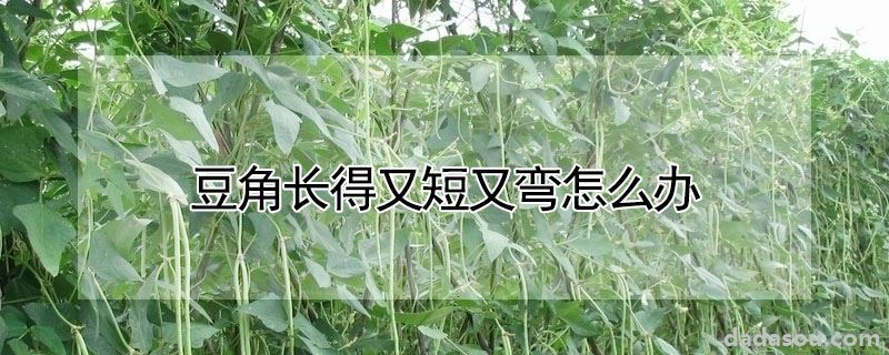 豆角长得又短又弯怎么办