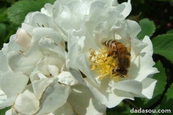 蔷薇花什么时候种植