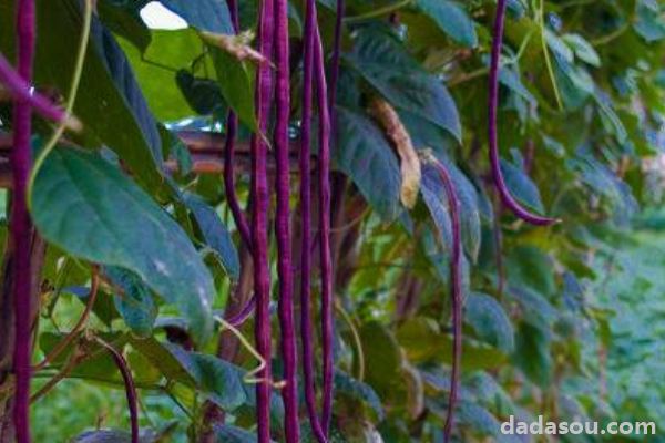 紫豆角种植时间和方法