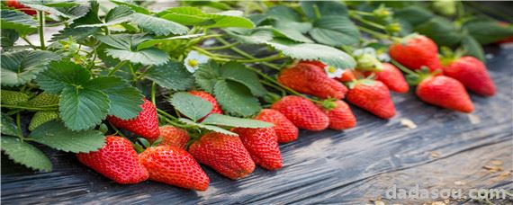 草莓底肥一亩地用多少复合肥